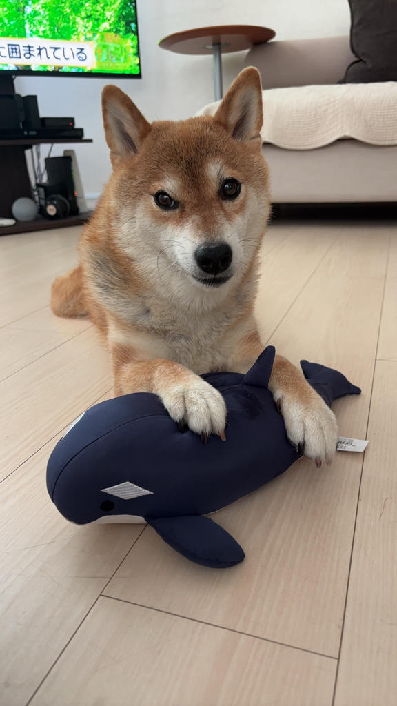 レビュー写真