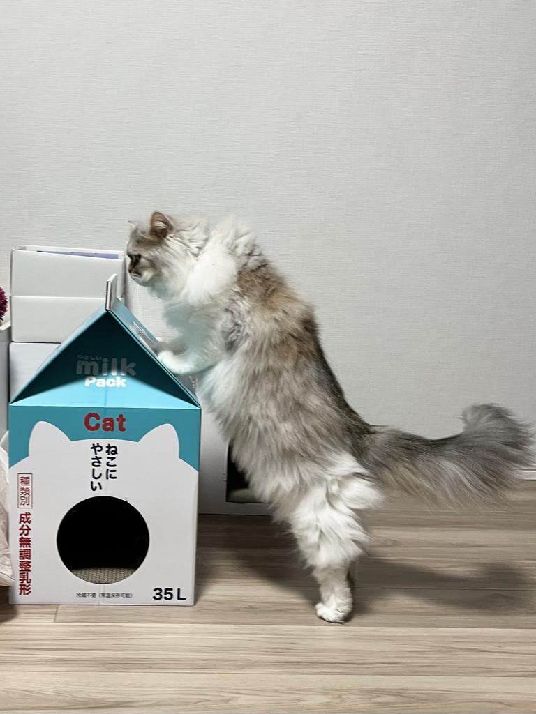 レビュー写真