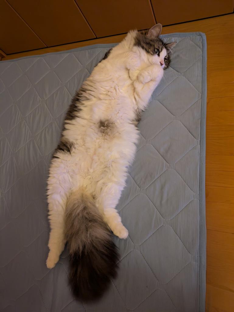 レビュー写真