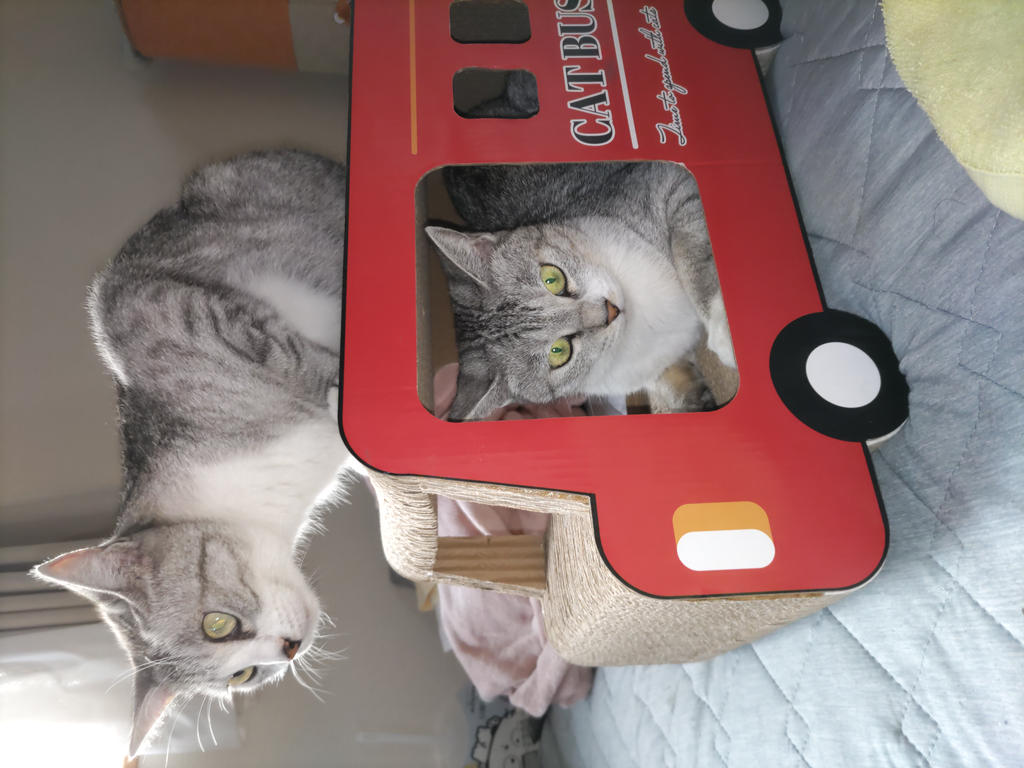 レビュー写真