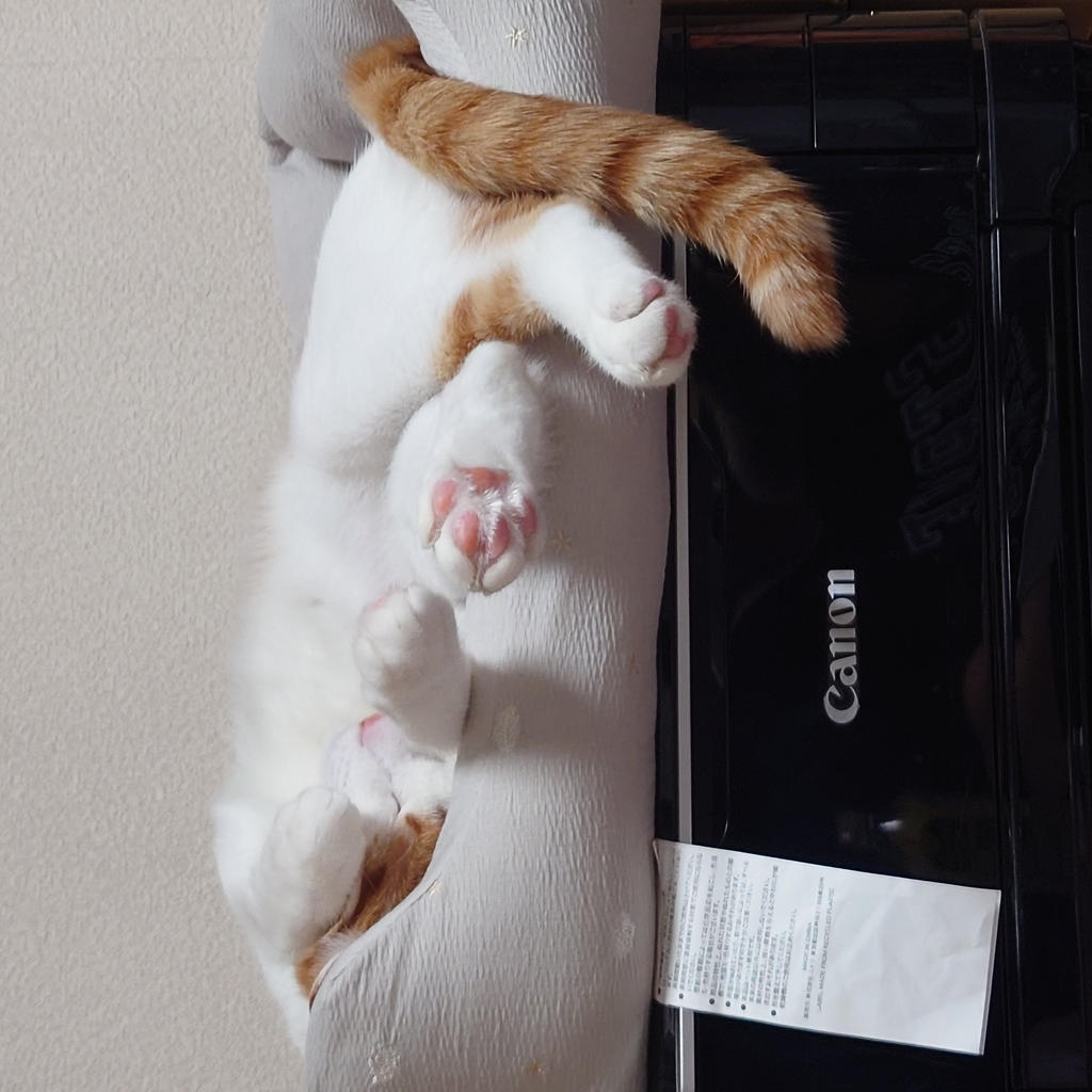 レビュー写真