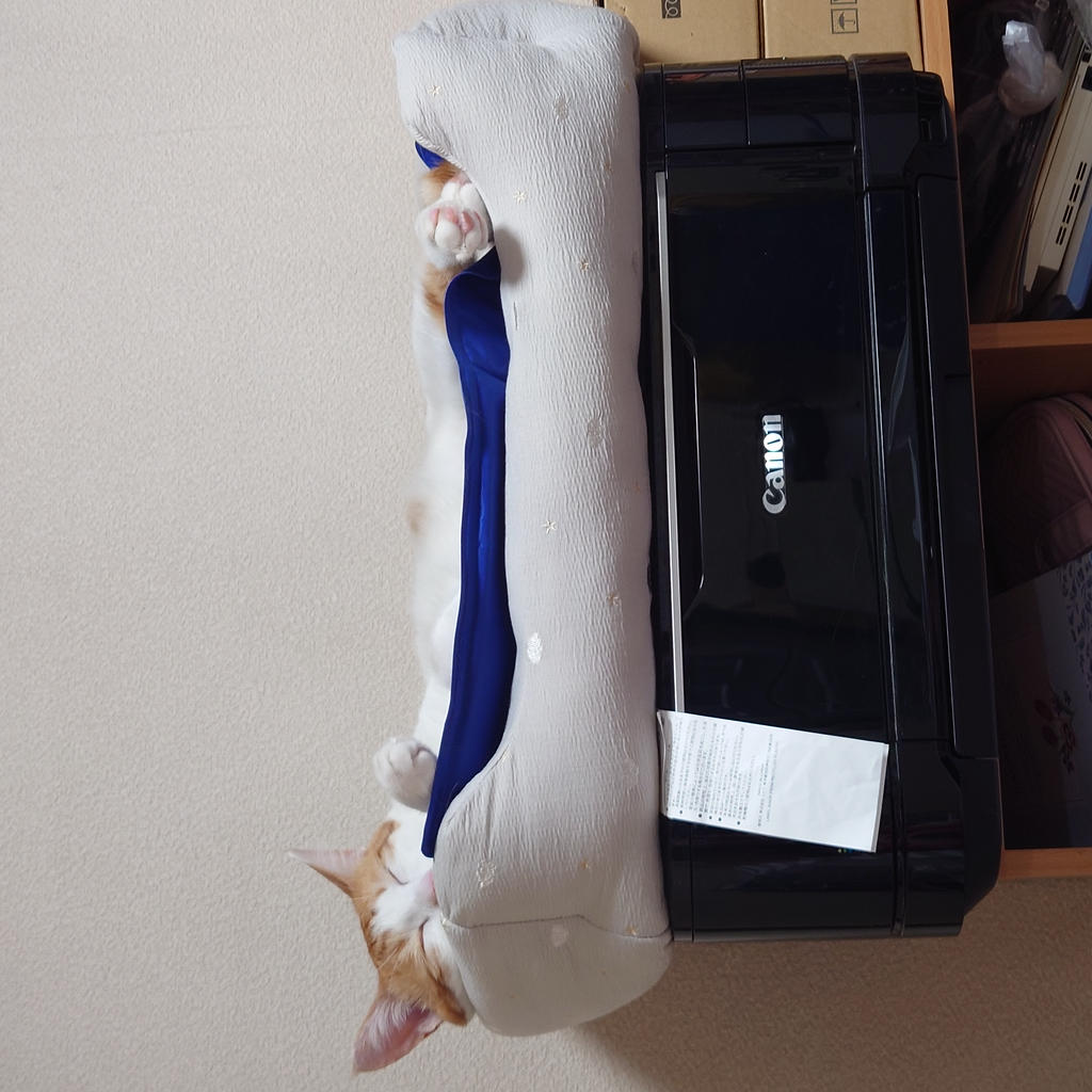レビュー写真
