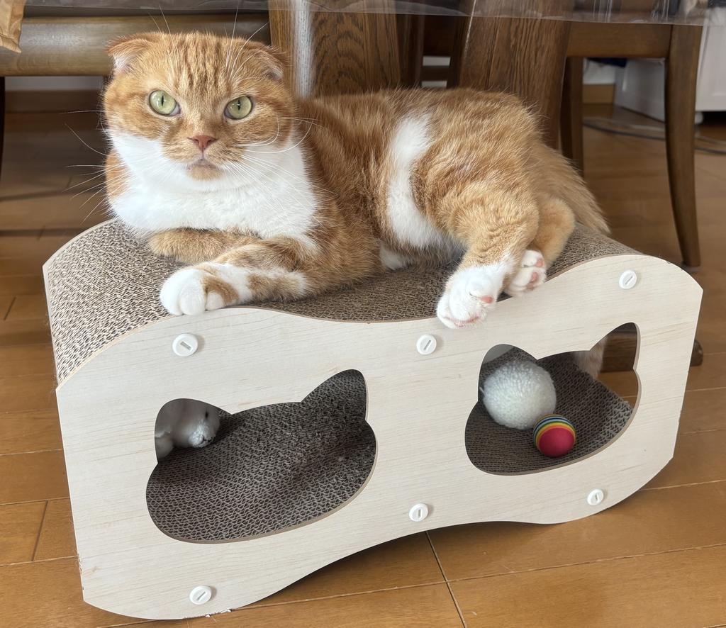 レビュー写真