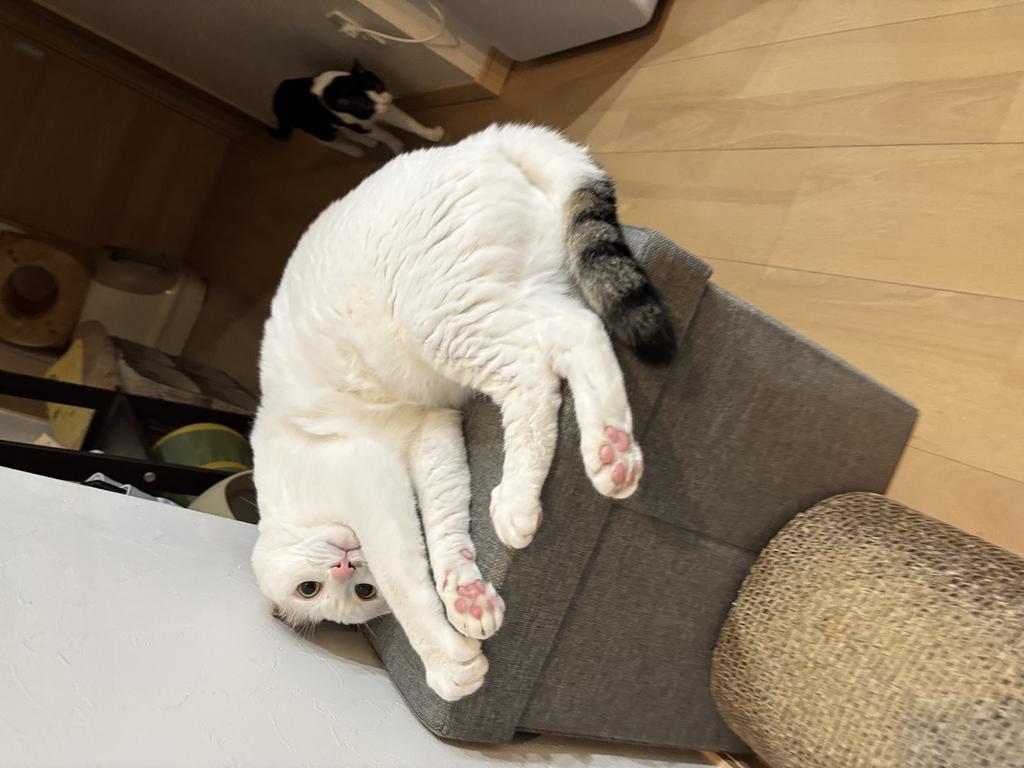 レビュー写真
