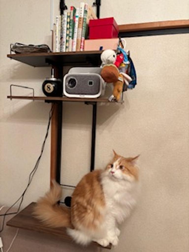 レビュー写真