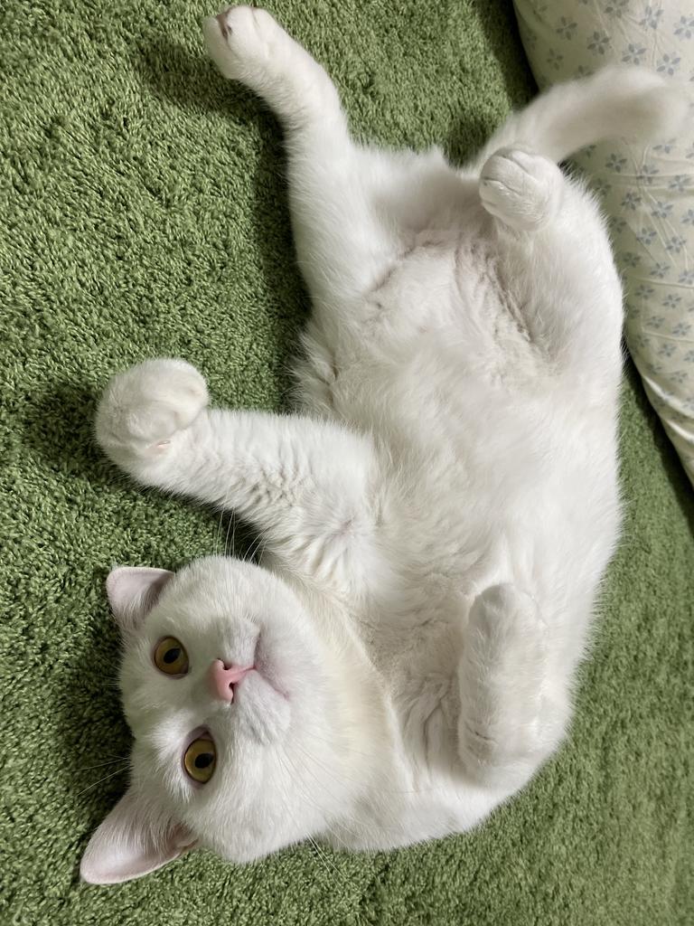 レビュー写真
