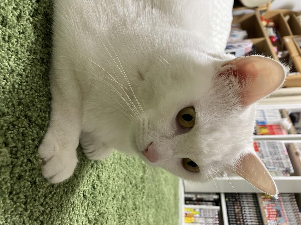レビュー写真