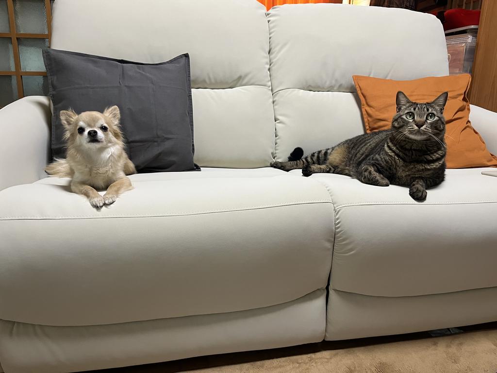 レビュー写真