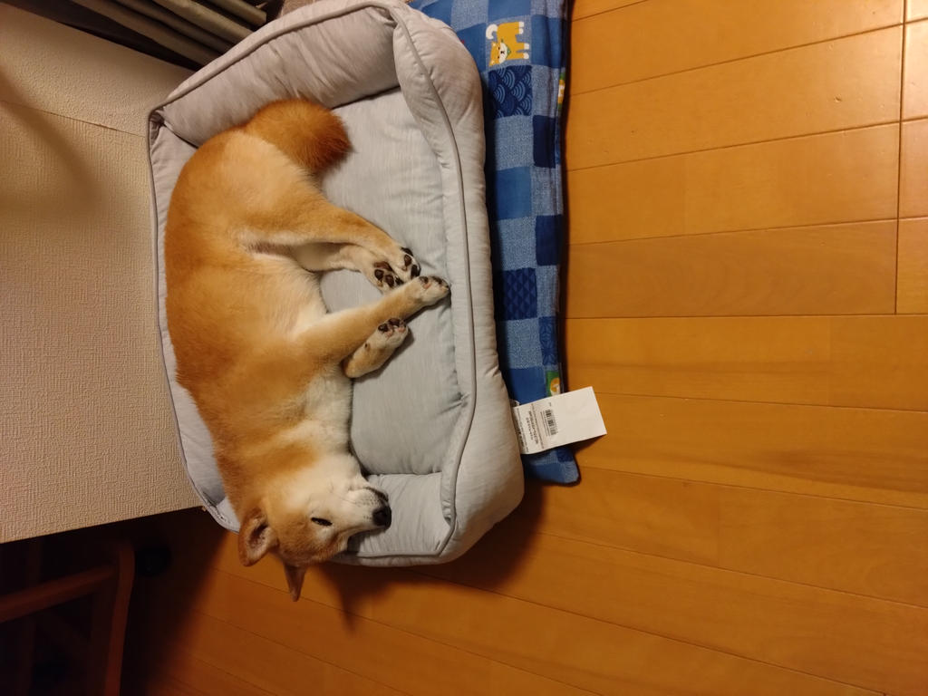 レビュー写真