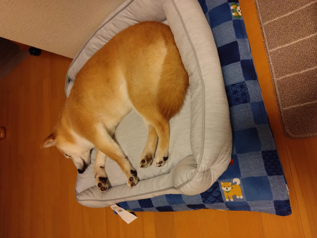 レビュー写真
