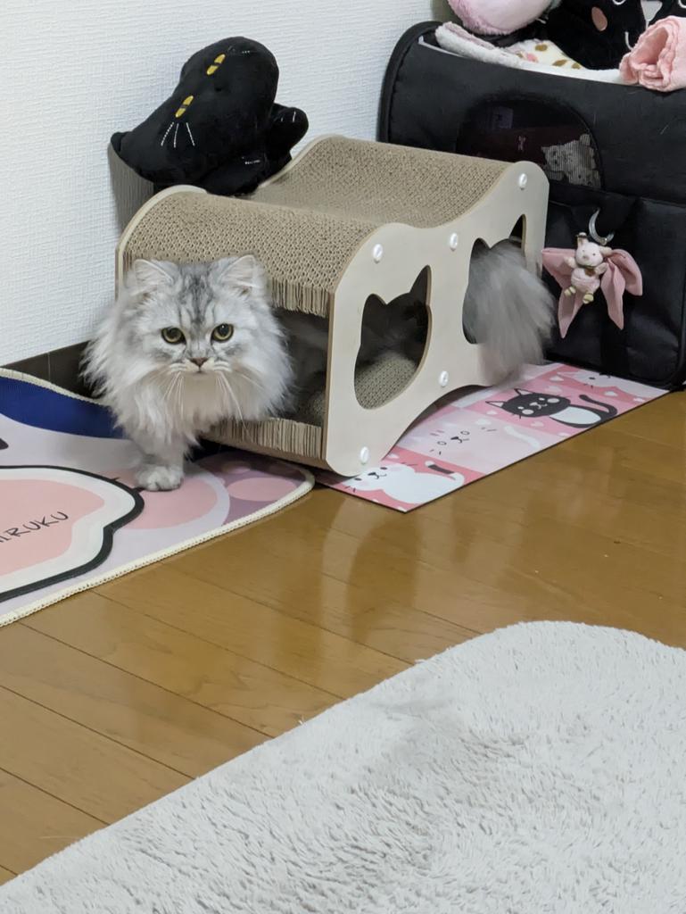 レビュー写真