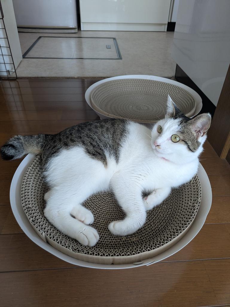 レビュー写真