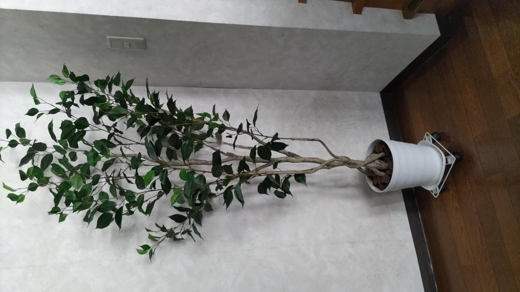 ニトリ観葉植物フェイクグリーン ニトリ フィカス フェイクグリーン