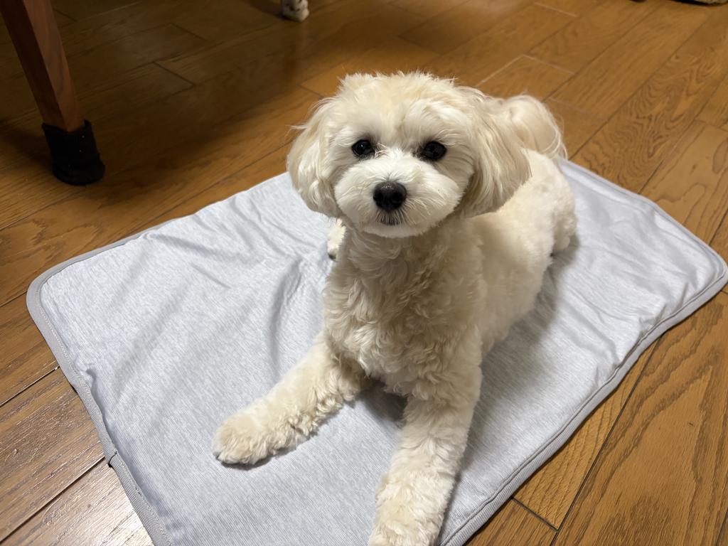 レビュー写真