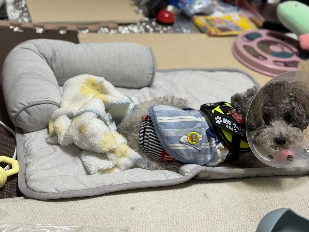 レビュー写真