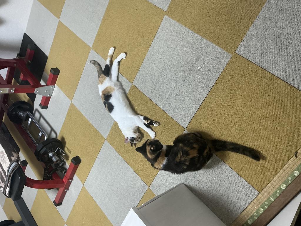 レビュー写真