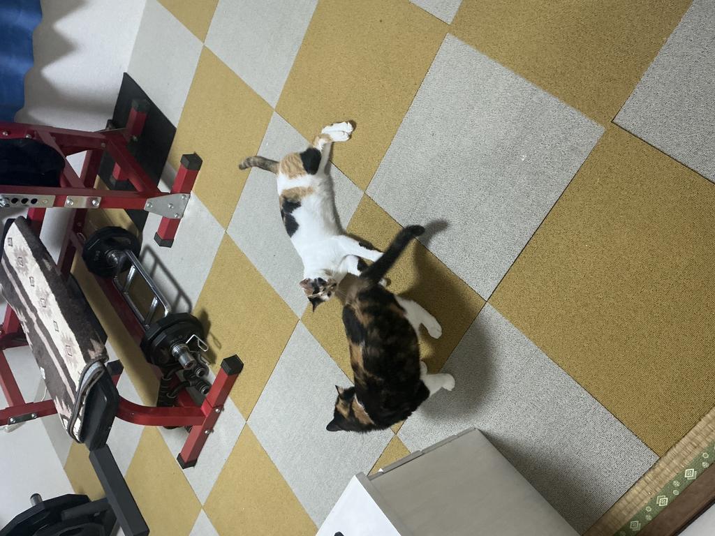 レビュー写真