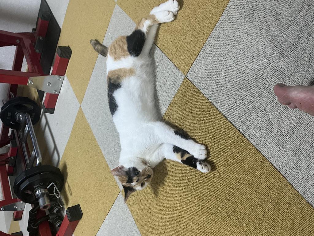 レビュー写真