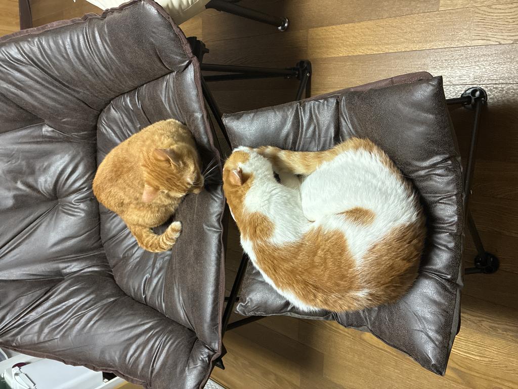 レビュー写真