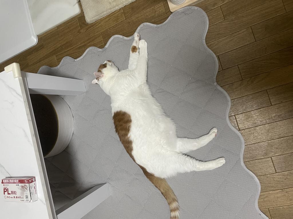 レビュー写真