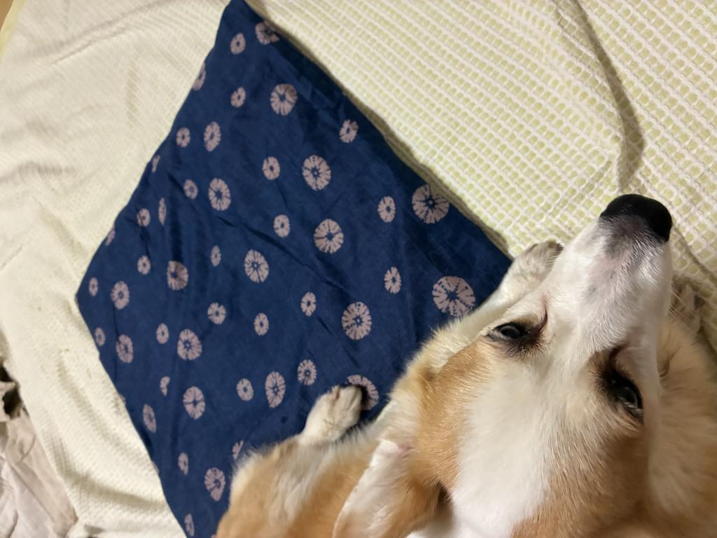 レビュー写真