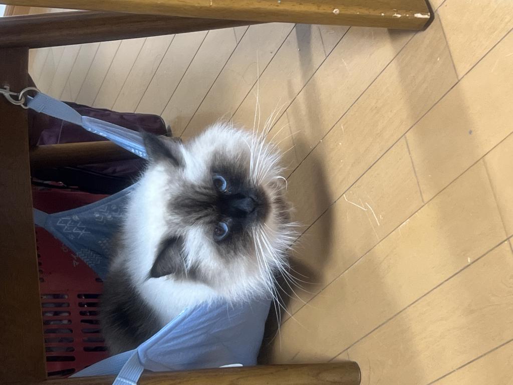 レビュー写真