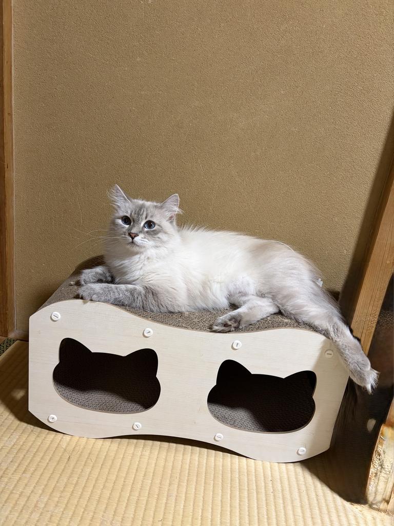レビュー写真