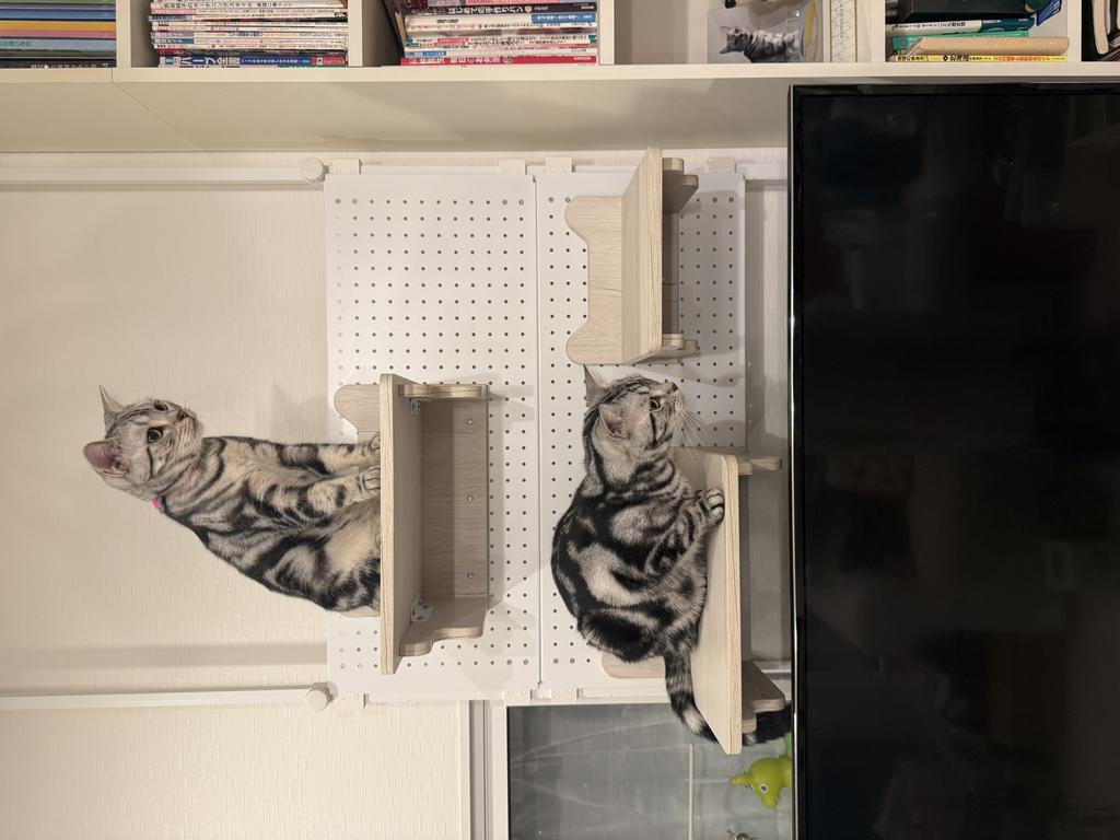壁面キャットウォーク 受けセット(幅40cm) | ニトリネット【公式