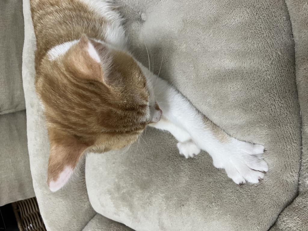 レビュー写真