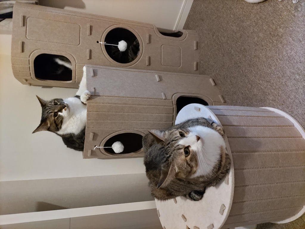 レビュー写真