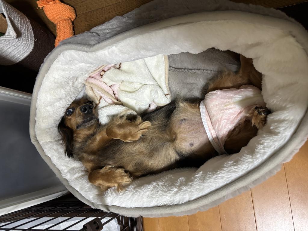 レビュー写真