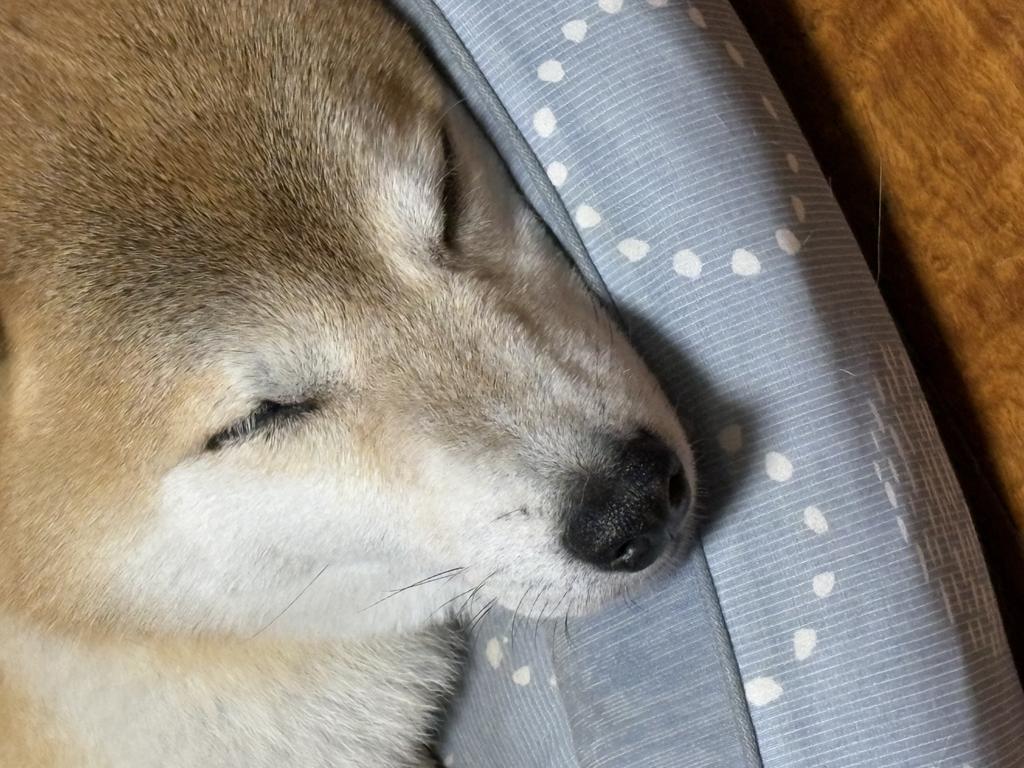 レビュー写真
