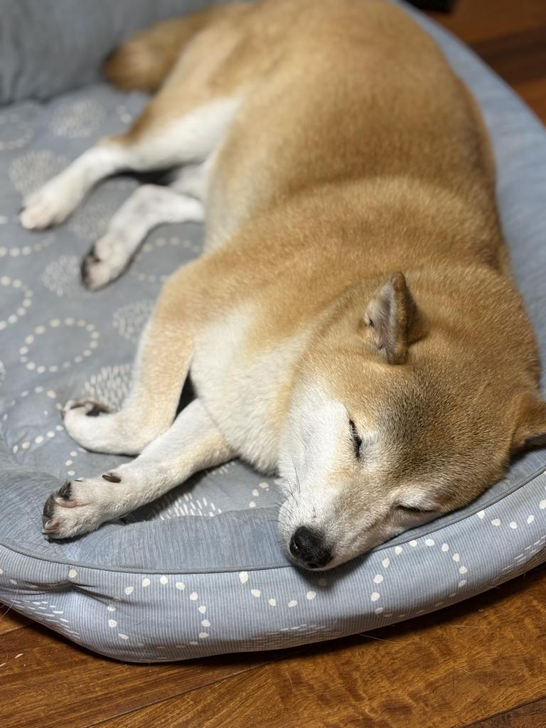 レビュー写真