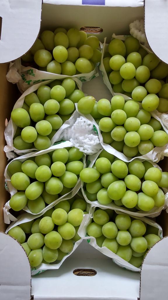 山梨県産　長野県産　山形県産シャインマスカット　葡萄　ぶどう　ブドウ箱込み5kg 販売終了】山形県産 ぶどう ご家庭用 シャインマスカット 5kg (6〜12房