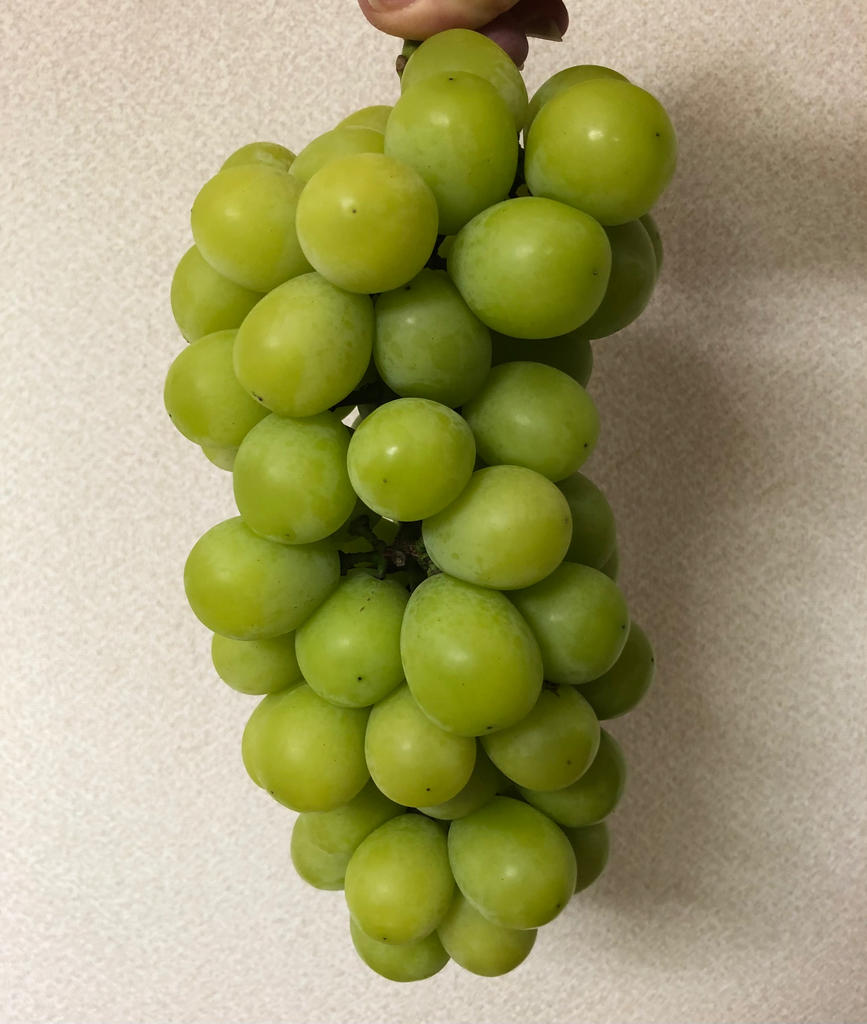 室園農園「大房・完熟仕上げのシャインマスカット」福岡県産 ぶどう 2