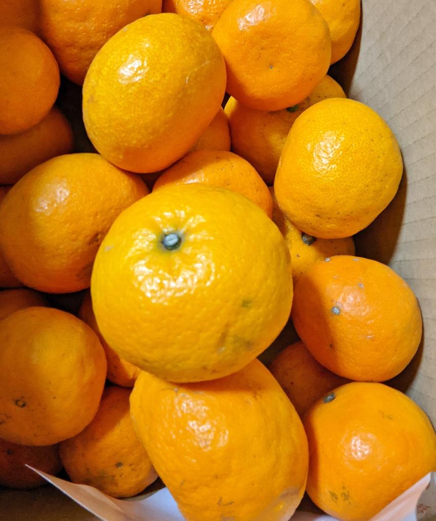 カラマンダリン』愛媛県中島産 訳あり品 風袋込 約5kg （大〜小込