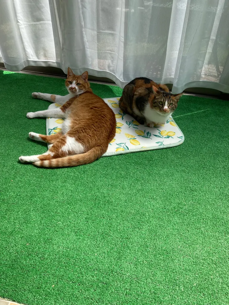 新素材新作 ペット 滑り止め マット シート 犬 老犬 防水 拭ける カーペット フローリング 床 滑らない 安い 65 90 1畳 グリーン Supplystudies Com 新素材新作 ペット 滑り止め マット シート 犬 老犬 防水 拭ける カーペット フローリング 床 滑らない 安い 65 90 1畳 グリーン Supplystudies Com