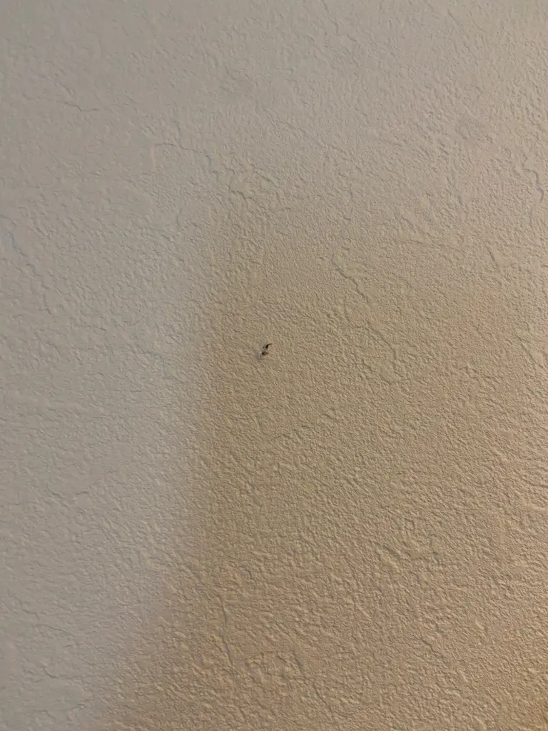 壁 付け フック ニトリネット 公式 家具 インテリア通販