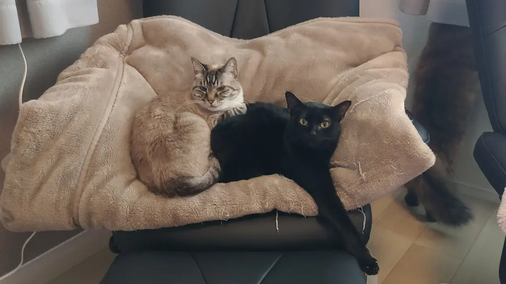 要問い合せ♥️愛する黒猫ちゃん♥️猫グッズ ねこ マガジン