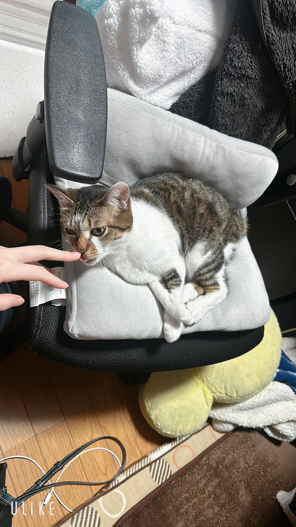 猫 おもちゃ MyCat マイキャット キャットタイ 針金 ねこ 遊び（猫 