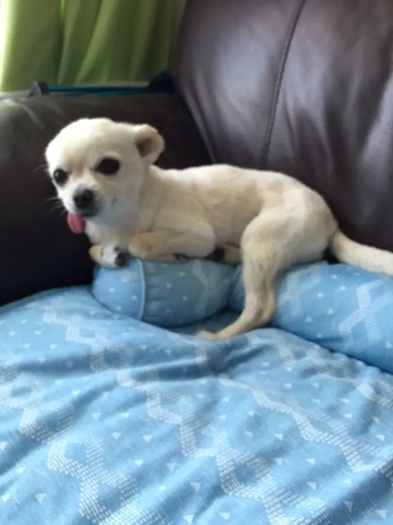 ペットごろ寝マット Nクールi N ジオbl 通販 ニトリネット 公式 家具 インテリア通販