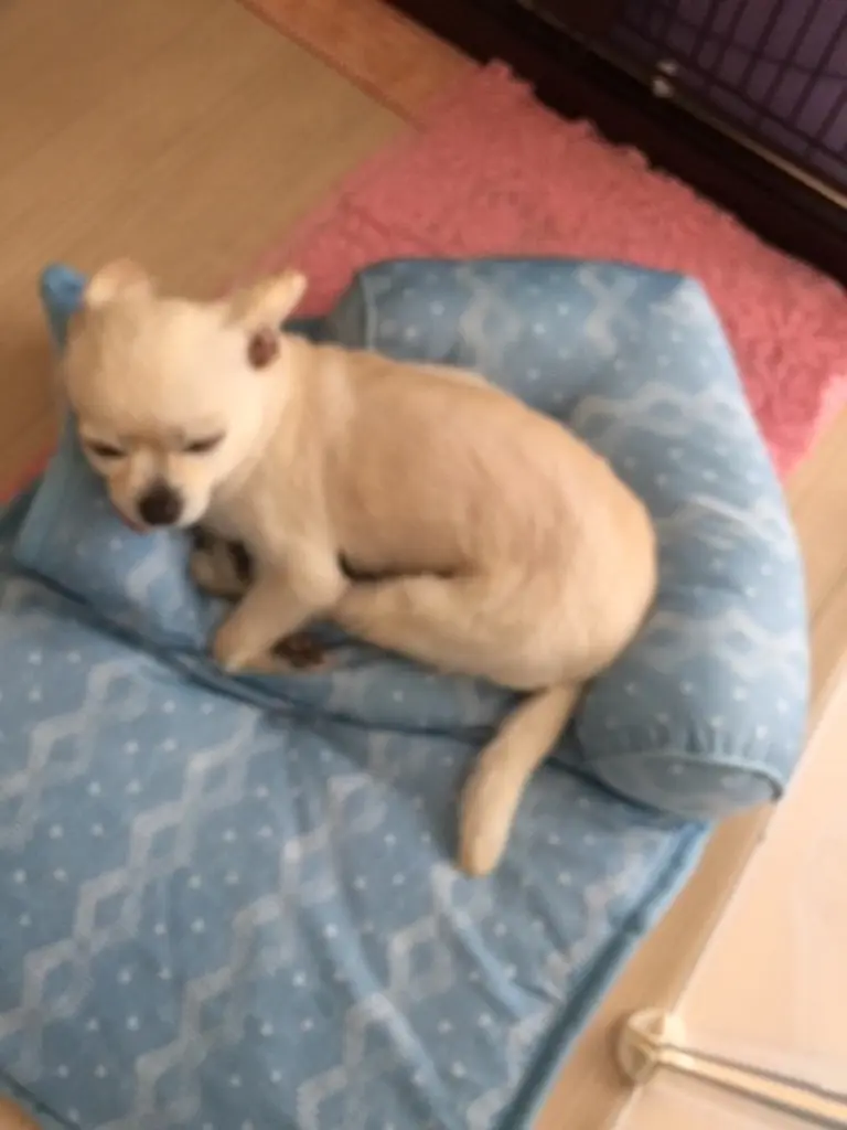 ペットごろ寝マット Nクールi N ジオbl 通販 ニトリネット 公式 家具 インテリア通販