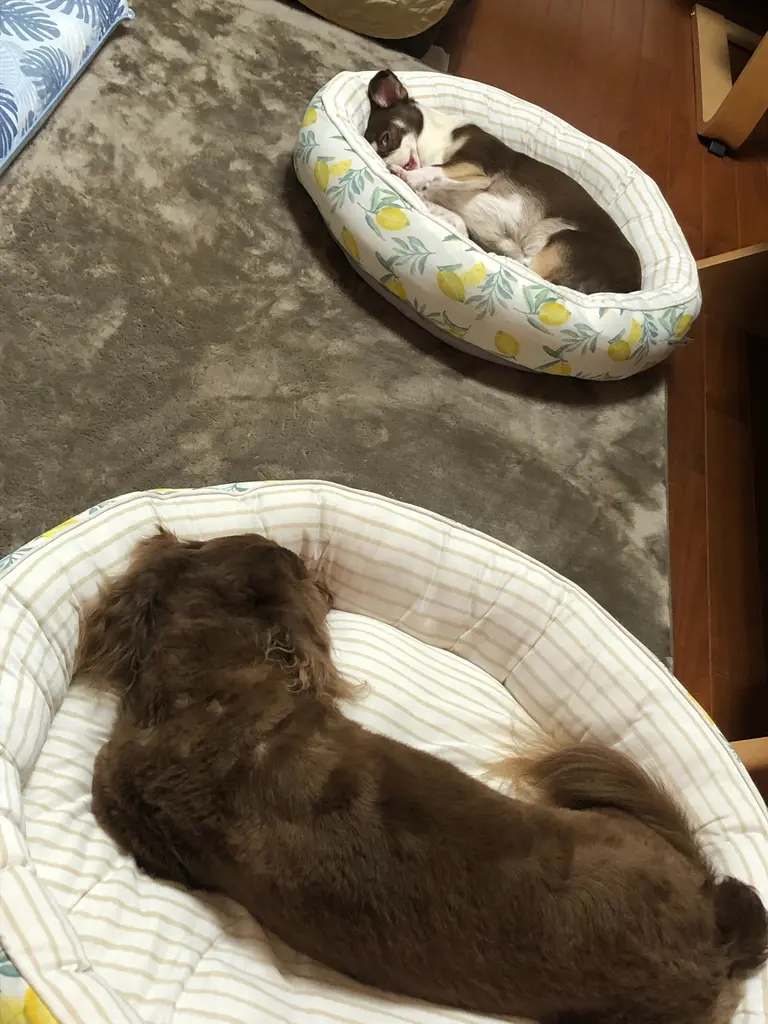 犬用ベッド ニトリネット 公式 家具 インテリア通販