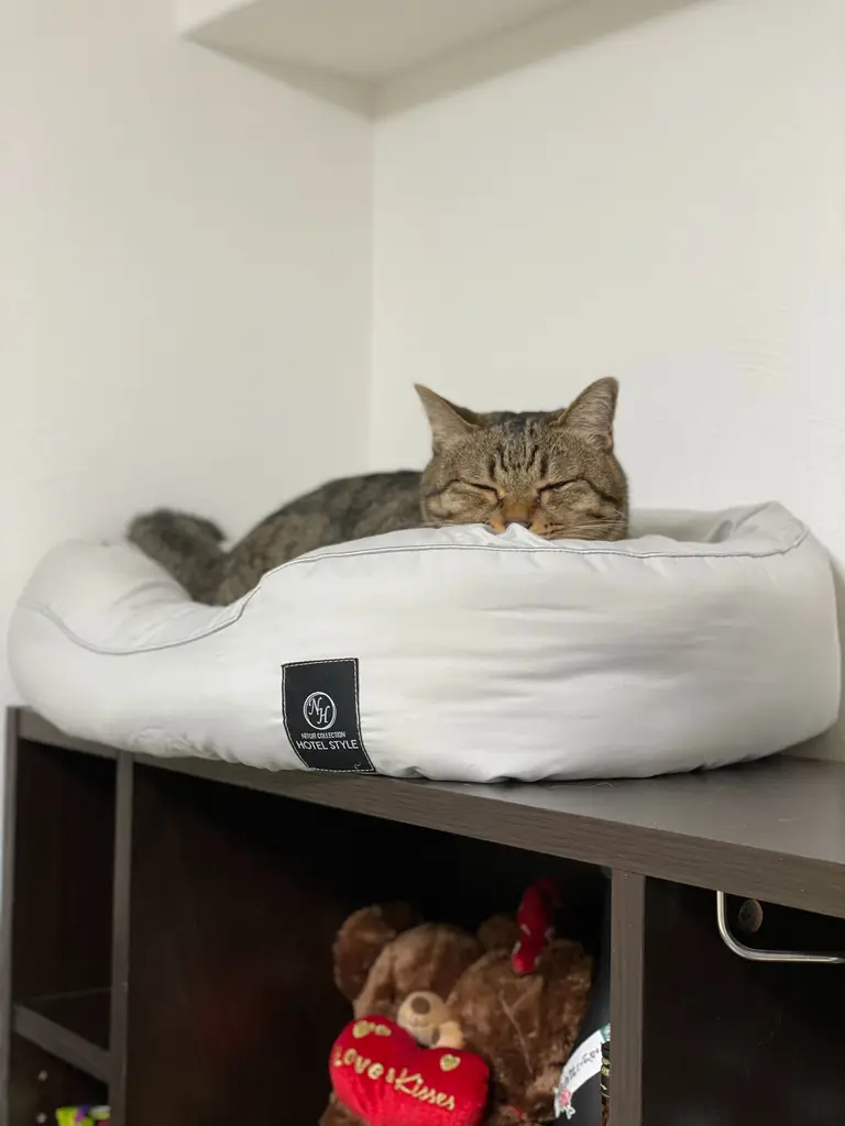 ペットベッド ｌ Nホテル シカク Gy L 通販 ニトリネット 公式 家具 インテリア通販