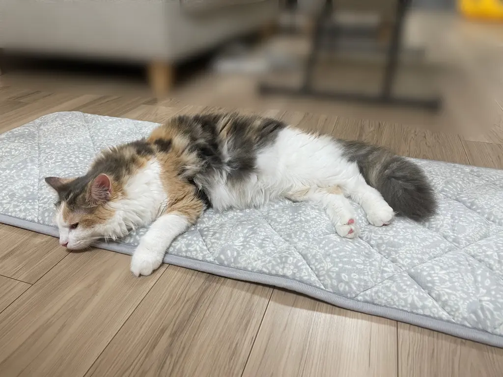 座布団 おしゃれ ニトリネット 公式 家具 インテリア通販 9ページ目