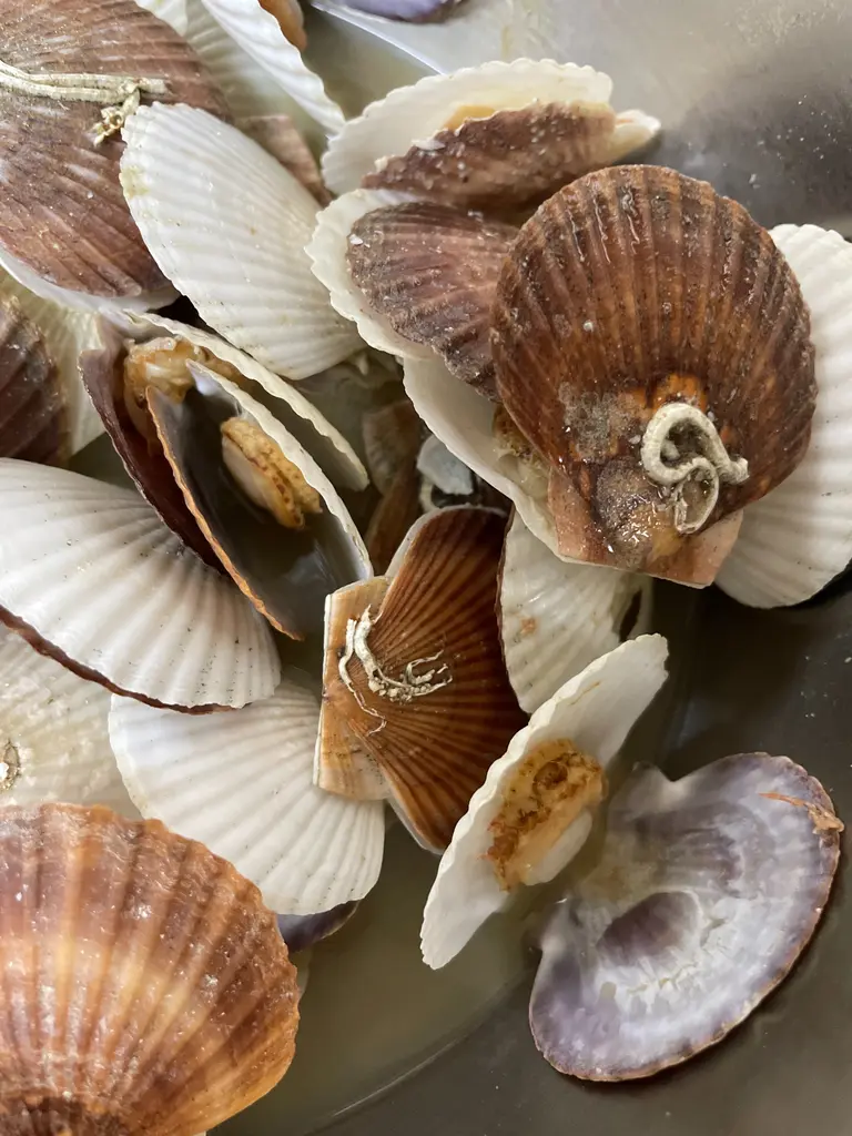 賞味間近6 30 ダシがたっぷりととれる 天然 殻付き帆立稚貝 北海道産 約1kg 3袋 冷凍 賞味期限21 6 30 豊洲市場ドットコム